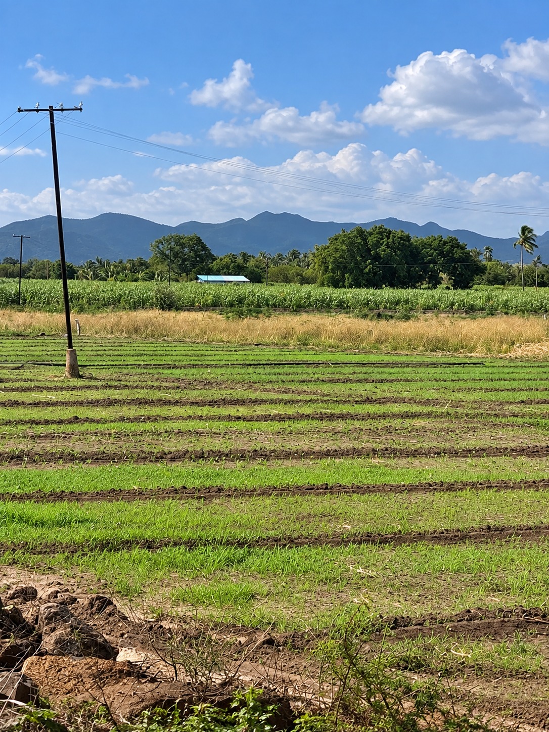Farm stay landscape